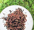50 Large  Live- Bait Worms  european Nightcrawlers --free Shipping  