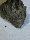 Crinoid Fossil Fragment Specimen In Natural Matrix  Feathery Arms Visible