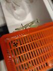 1 Pair Ca Praying Mantis Nymphs  ships To Ca Only  L3 L6-only Ships Mons - Tues 