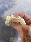 Vintage Camel Carving - Bovine Bone 