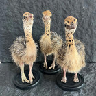 Stuffed Ostrich Taxidermy Specimen  Unique Animal Collectible Home Decor