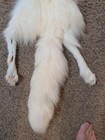Rare Ranch White Red Fox Hide Pelt Freshly Tanned  Luxurious Fur 3 Legs W claws