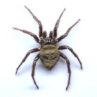 Female Trapdoor Spider Mygalomorphae Nemesiidae Ctenizidae Balkan 32mm J125