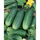 50  Carolina Cucumber  Seeds   F1 Hybrid - Very Early  Pickling Cucumber Variety