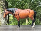 Breyer  834 Old Timer Bay Traditional Vintage No Hat