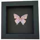 Lavender Swallowtail Butterfly Pseudolycaena Marsyas Verso Framed Moonlight