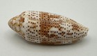 Conus Nussatella Ivory Chocolate Spotted Cone Shell 51 6mm Collector Specimen