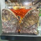 Set Of 2 Petrified Wood Bookends Arizona Rainbow Each 5 Lbs Beautiful  5 tall