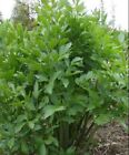 Lovage  Levisticum Officinale  Maggi Herb  Non-gmo  Variety Sizes  Free Shipping