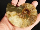 Larger  Cut And Polished Cleoniceras Ammonite Fossil From Madagascar 106gr