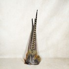 16  Ringneck Pheasant Tail Clump Bird Crafts Feather Taxidermy Oddity Curiosity