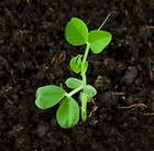 Green Shaft Pea Seeds- Heirloom Packed Fresh For 2025 Non-gmo Grown Organically