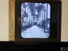 Avenue Of Royal Palms  Residence St   Barbados  C1920 Magic Lantern Glass Slide