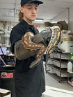 Het T-negative Albino Blood Python  python Brongersmai 