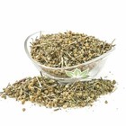 Feverfew Herb Fresh Tanacetum Parthenium   Immune Support Tea   Non Gmo