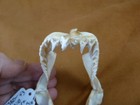  sj80-43  Rare 3  Wide Crocodile Shark Jaw Sharks Pseudocarcharias Kamoharai