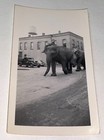 Rare Antique Vintage American Wwii Parade Snapshot Photo  Circus Elephants  Ks 