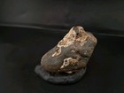 Real Permineralized Avain Species Egg Fossil 
