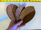 Indian Almond Leaf Large 6-8inch  Cattapa For Aquariums 2-3-4-5 Pack
