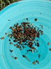 150 Nightcrawler Worm Cocoons -ships Free  european Nightcrawler  Starter Colony