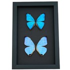 Blue Morpho Butterfly Collection Real Framed Butterflies Taxidermy Moonlight