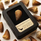 Mosasaur Tooth - With Beautiful Display Case