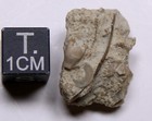 Pisocrinus Silurian Crinoid Fossil Indiana Massie Shale