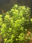 Rotala Sp  Green  Live Aquarium aquatic Plant  Planted Tank  3 Stems 