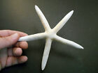 3 Beautiful White Finger Starfish 5-6  Beach Wedding Coastal Decor Arts   Crafts