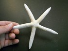 6 Beautiful White Finger Starfish 5-6  Beach Wedding Coastal Decor Arts   Crafts