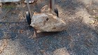 Petrified Wood Fossil 