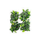 4x Petite Anubias Nana Pots Aquarium Live Plant For Fish Tank Decoration