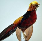 Taxidermy Red Golden Pheasant Feathers  Skin  Mount Mounted New 28  Tail