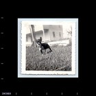 Old Vintage Square Photo Tiny Dog Intimidating Gaze 1950 Snapshot Photograph