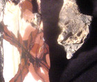 Buddhist Magic Dragon Root Shaman Wand Clear Energy Black Hat Kagyu Lama Jasper