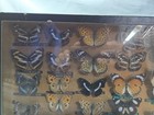Framed Mounted Butterflies Display  Vintage Entomology Taxidermy Wall Art