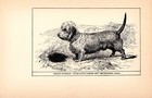 Antique Dandie Dinmont Terrier Print 1912 Moore Ch Blacket House Yet 4820u