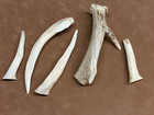 Deer Antler Natural Dog Chew Medium To Small Dogs  5pc   antler Treats 