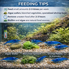 20 Ultra Blue Dream - Freshwater Neocaridina Aquarium Shrimp  Live Guarantee