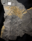 Museum Quality Big   Very Rare Carboniferous Plant Fossil Fern Ovopteris Weissi