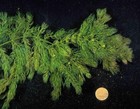 Hornwort  Ceratophyllum Live Aquarium Pond Plant Planted Tank Buy2get1free