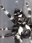 Bryantae-bold Jumping Spider