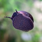 2x Blueberry Snails Viviparus Sp  Live Freshwater Aquarium  may Contain Eggs 