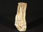 Nice Bark  Long  Polished Petrified Wood Fossil Madagascar 309gr