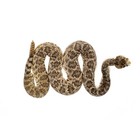 100  Genuine Real Eastern Diamondback Rattlesnake Taxidermy Snake Striking Mount