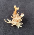 Coralliophilidae Babelomurex Spinosus 32 7mm Balut Philippines - W coral Hat 