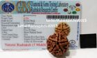 Energized 5 Mukhi Rudraksha Five Face Rudraksh Nepal Bead 22-24mm Lab Certified 