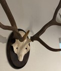 Taxidermy Wall Mount From Spain