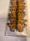 10 Monarchs Butterflies 4 75      Ashland Orange Feather Perfect For Decorative