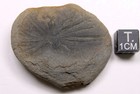 Mazon Creek Annularia Inflata Leaf Whorl Fossil Pennsylvanian Carboniferous Il